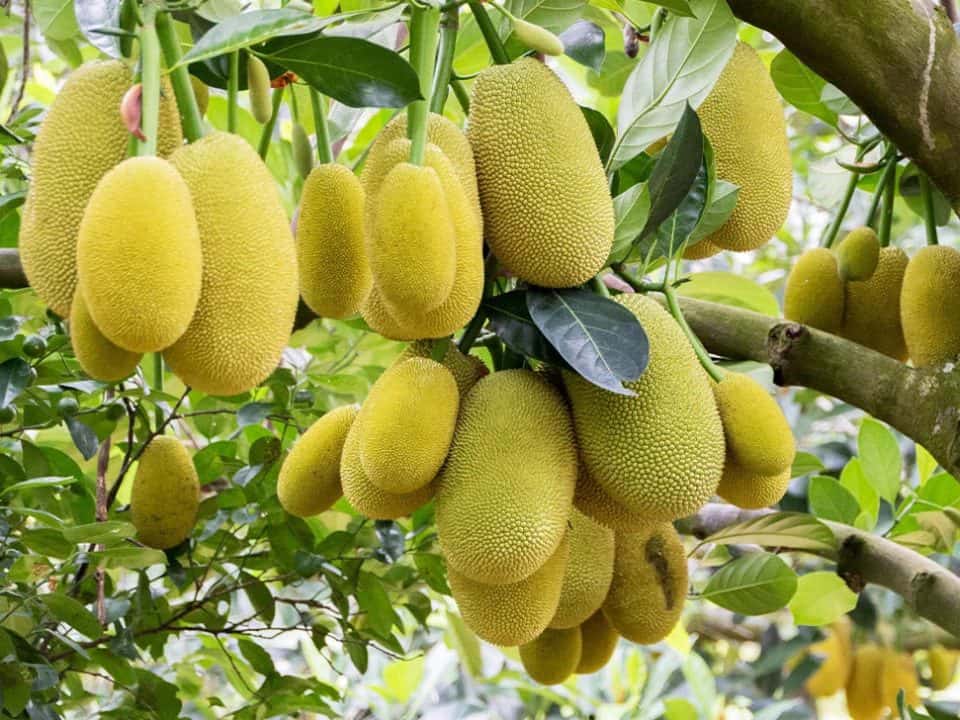 Jackfruit Benefits for Diabetes: Are There Any? - Phuong Nam Xanh Farm